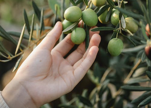 Quels sont les bienfaits de l’huile d’olive pour la peau ?